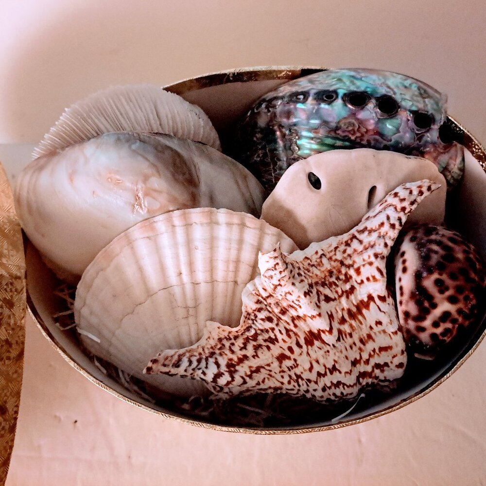 Gift Box of Seven Beautiful Sea Shells